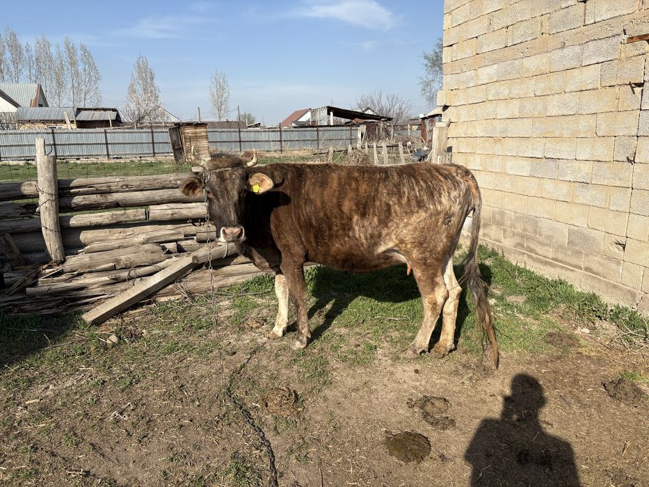 Семіз сиыр сатылады