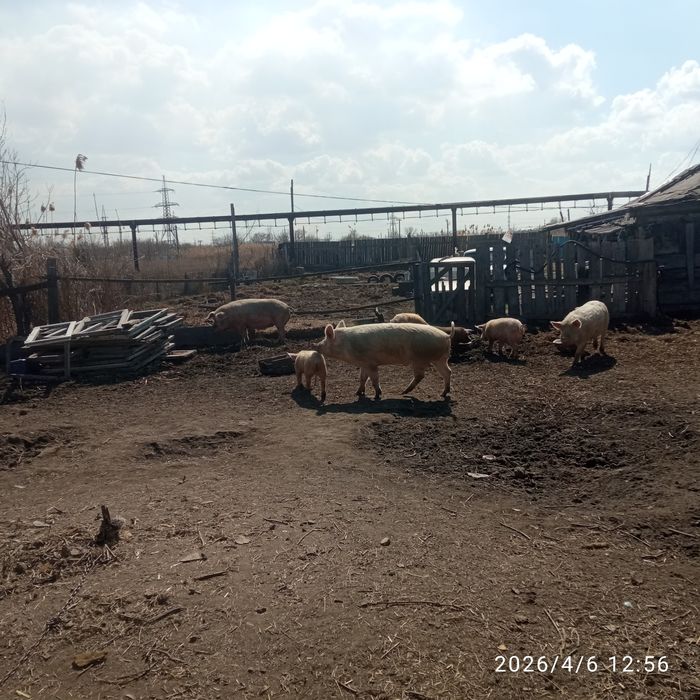 Продают кабана производителя