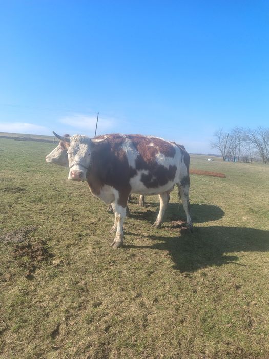 de vânzare vacă de 5 ani