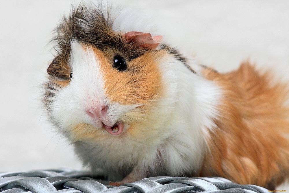 Передержка хомяков и морских свинок