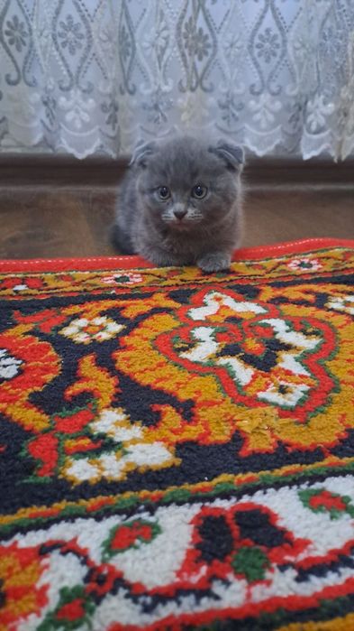 Scottish fold 2.5 oylik