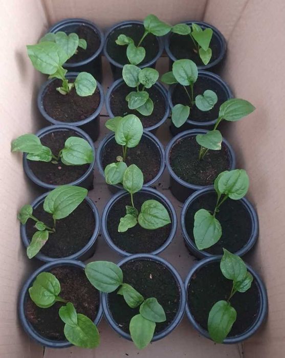 Студоустойчиви  многогодишни цветя