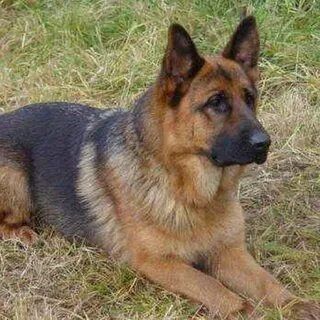 Питомник   Немецких  овчарок