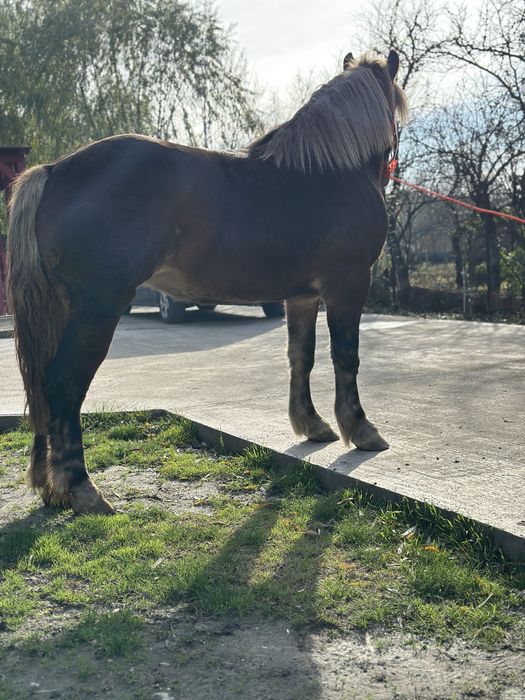 Mânza de 2,5 ani 172 inaltime