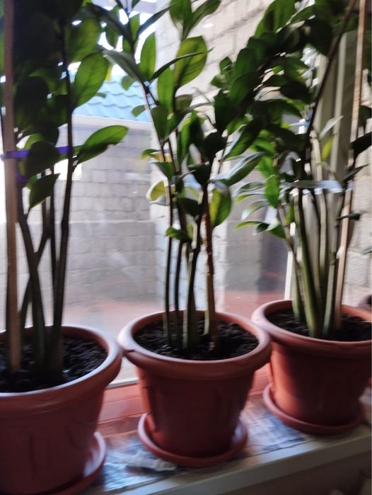 Комнатные растение