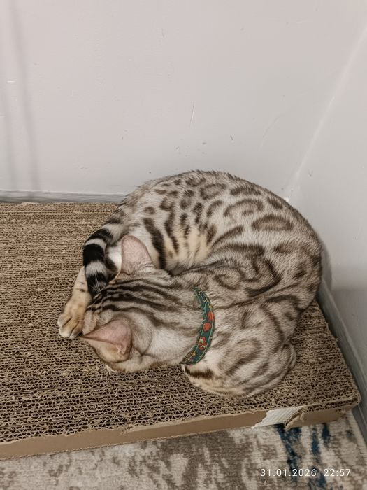 Bengal Вязка Бесплатно