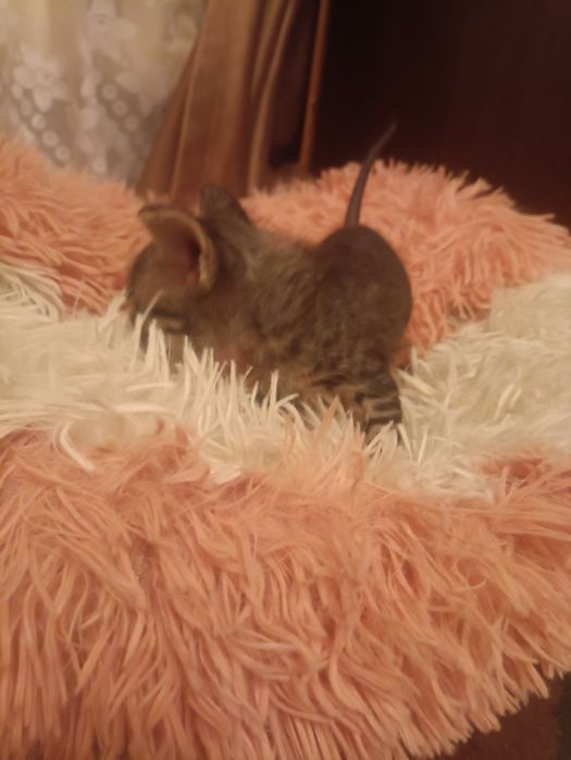 Продам котят донского сфинкса.