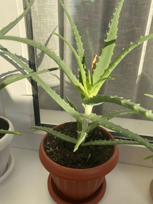Алоэ лечебное  столетник