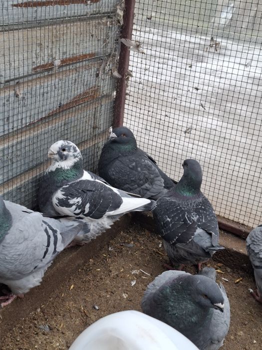 Porumbei Americani de vanzare