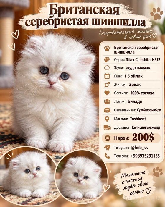 Британские Шиншиллы