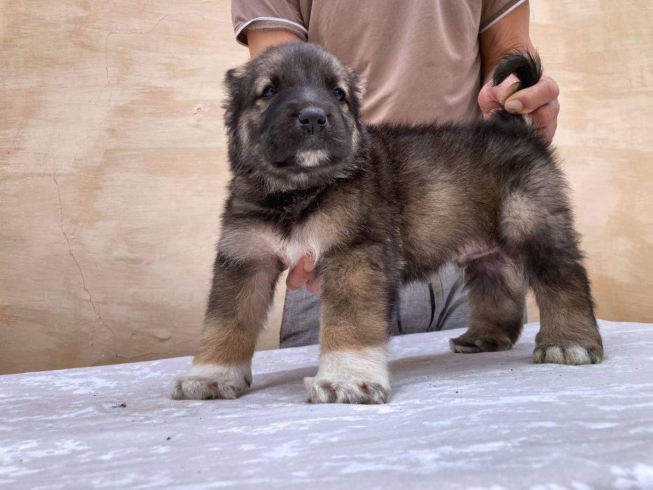 Щенок кафказского Алабая ( чистокровный )