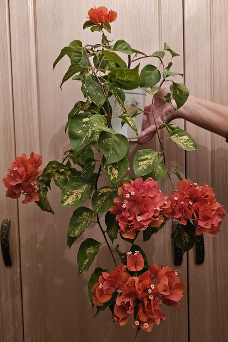 Бугенвилии,  отростки