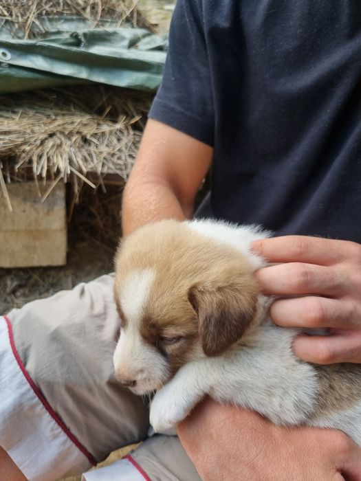 Caini pentru adoptie