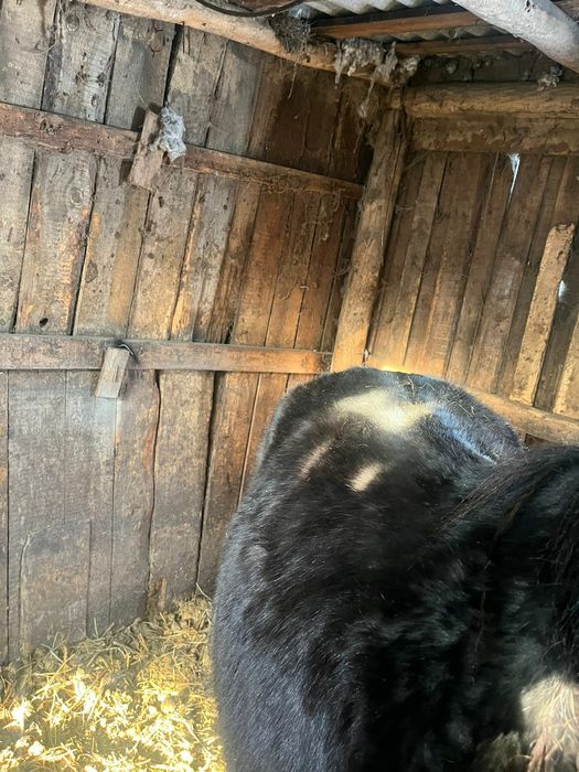 Продам кобылу с откорма