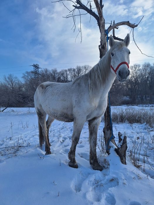 Продам кабылу Российскую
