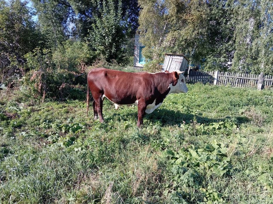 Продам быков.