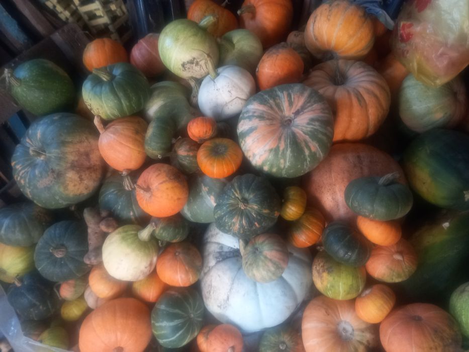 Тыква Кабачки Тыква.