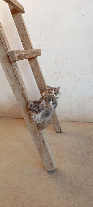 Мушук болачалари текинга.