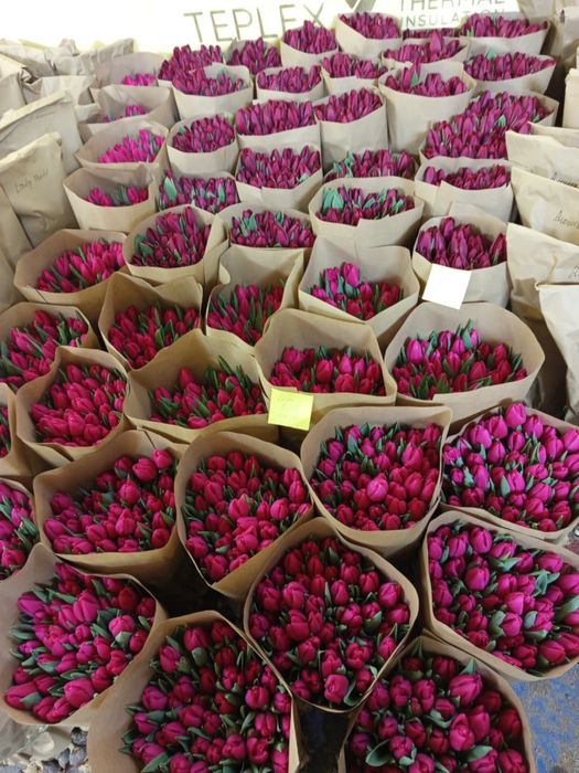 Тюльпаны оптом и в розницу