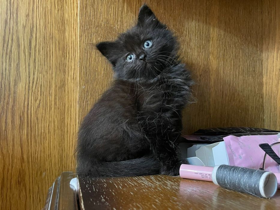 Чёрные шотландские котята