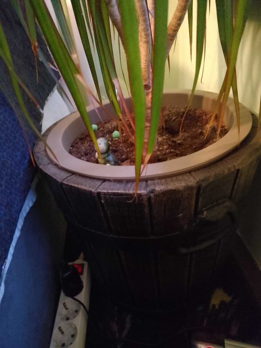 Продавам голяма палма драцена