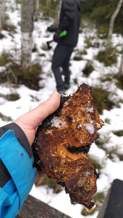 Chaga - Inonotus obliquus