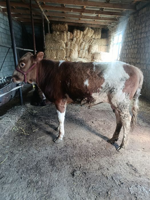 Буқа сатылады аа