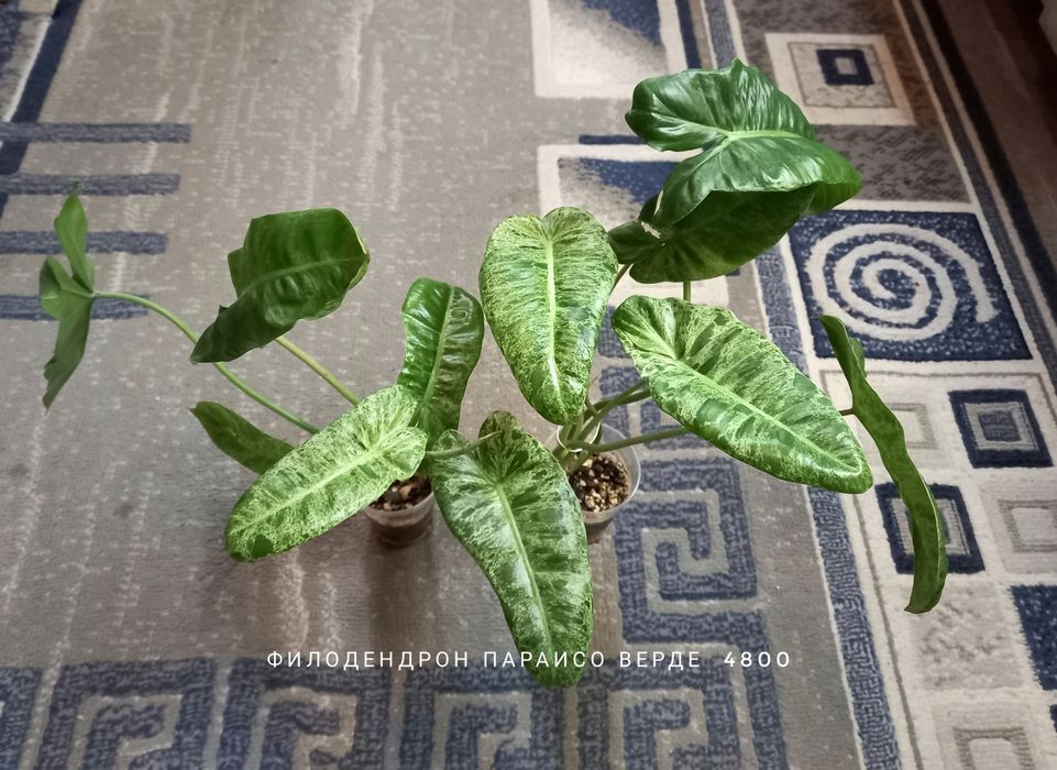 Фикус Умбеллата, растения, цветы