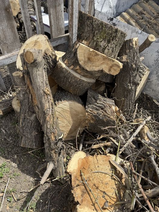 Продам ДРОВА клен