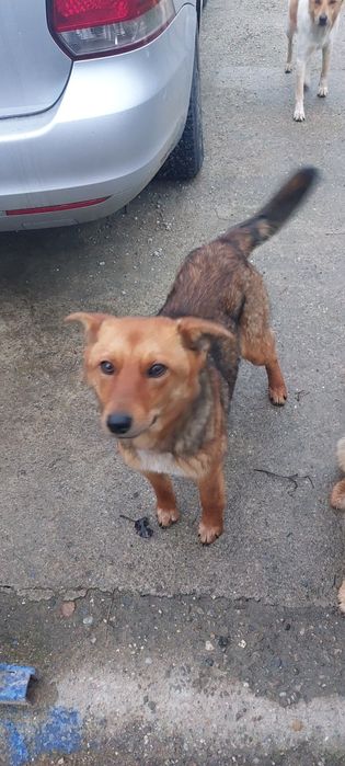 Cățelușe spre adopție