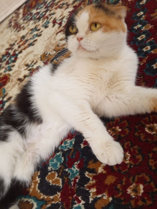 Продаётся кошка Скоттиш Фолд