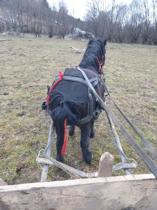 Poneii(armasar)de vanzare