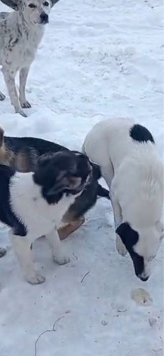 Щенята в добрые руки