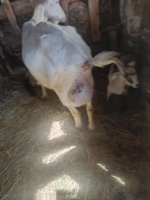 Vând doua  capre și un țap