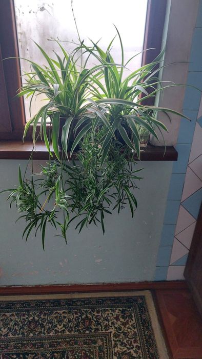 Цветок хлорофитум очиститель воздуха