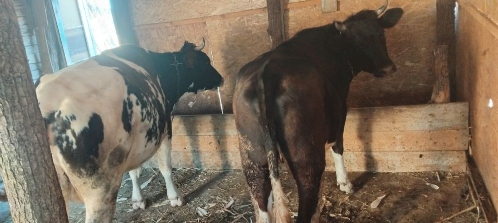 De vânzare 2 văcuțe tinere ,una este la primu vițel si cea dea 2 este la al doilea vițel, amândouă fiind gestante,
