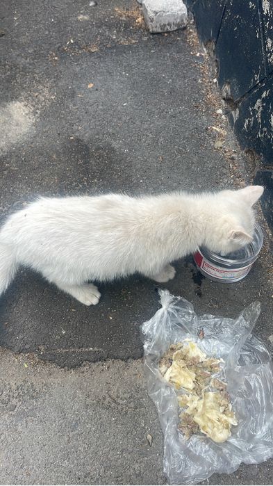 Котенок белый в добрые руки