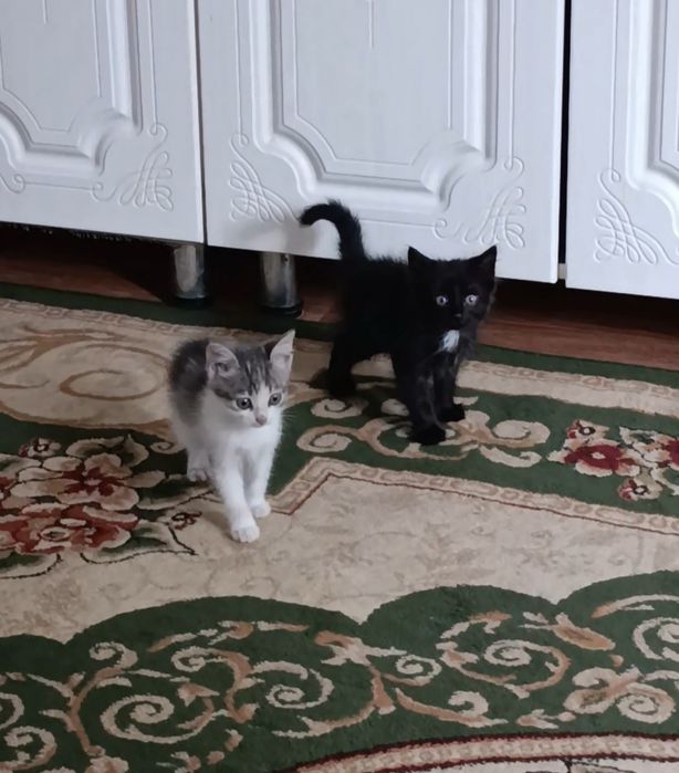 Отдам даром котят два мальчика 2 месяца