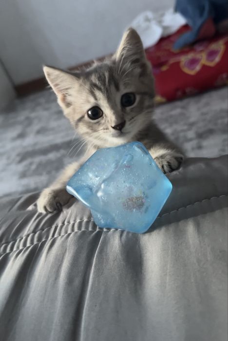 Продам котенка Скоттиш-Страйт