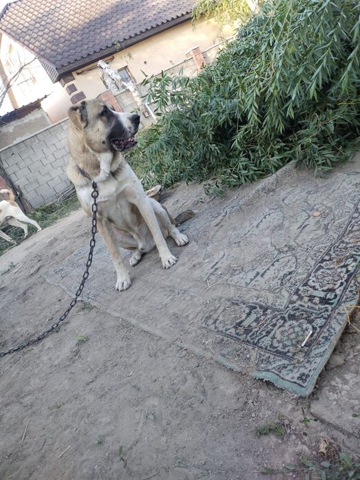 Алабай срочно 2 алабай