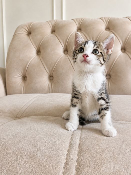 «Котята продаются» .Mushukchalar sotiladi