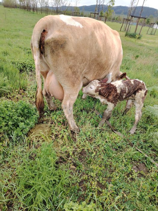 Se vinde vaca bună  cu vitel se