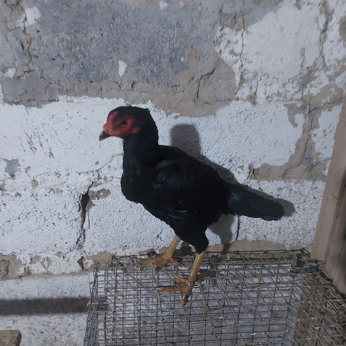 Ветнам 100  ноги квадрат