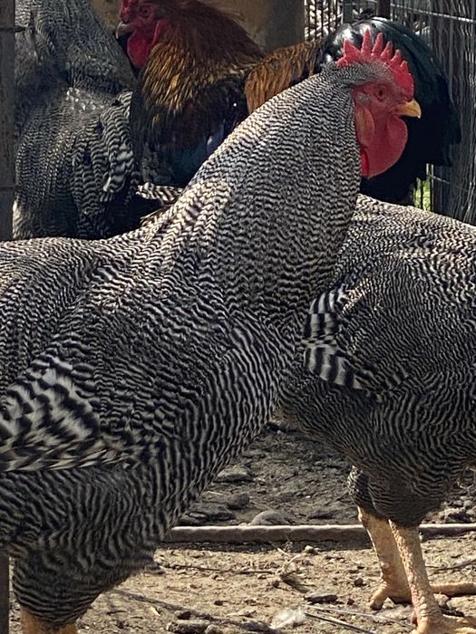 Cocoș playmonth si wyandotte