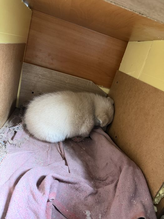 Продам щенка күшік хаски