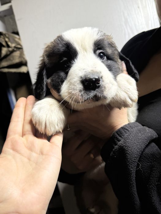 Продам Щенков московской сторожевой