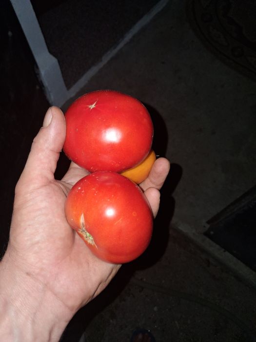 Rosii de gradina fără chimicale