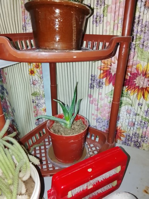 Жмитти митти алой гулла