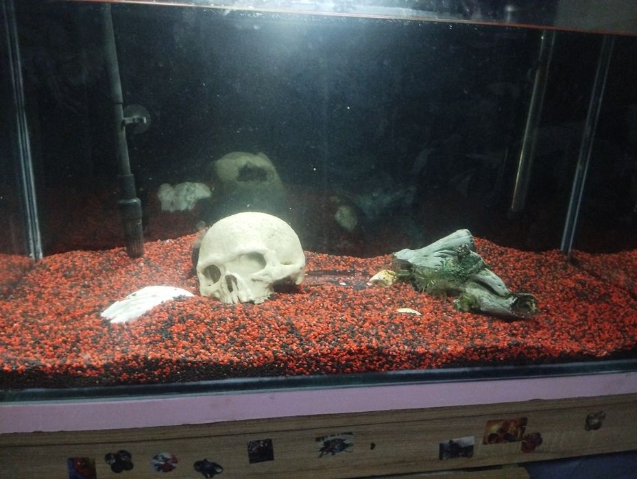 Acvariu complet echipat