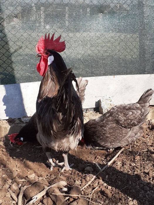 Брезе 4 цвята -Синьо ,бяло златна сьомга и сребърно-свободни яйца  кра